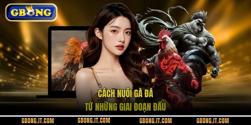 Cách nuôi gà đá từ những giai đoạn đầu