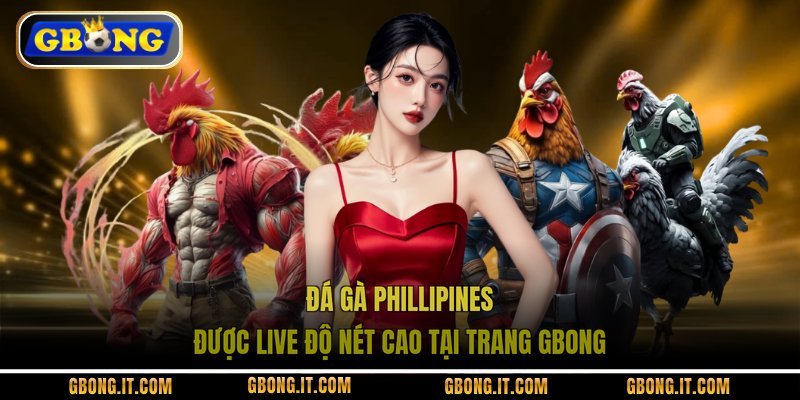 Đá gà Phillipines được Live độ nét cao tại trang GBONG