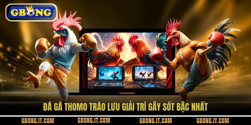 Đá gà Thomo trào lưu giải trí gây sốt bậc nhất