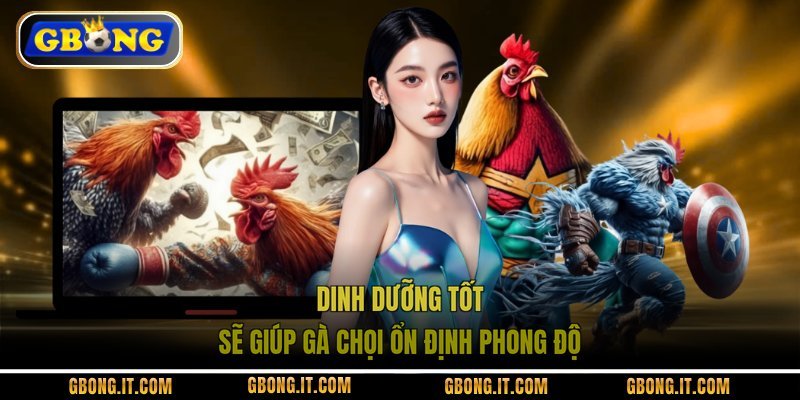 Dinh dưỡng tốt sẽ giúp gà chọi ổn định phong độ